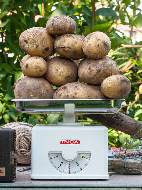 Solanum tuberosum 'Agria' - 2014-07-24-_DSC4584