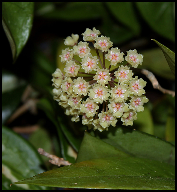 Hoya sp. affinis parasitica