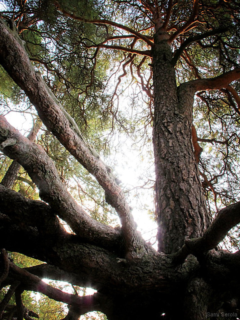 Under the pine tree