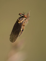 Another robber fly
