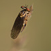 Another robber fly