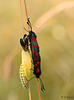 Six-spot Burnet Mating Pair, with Company