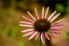 Coneflower like a Wheel