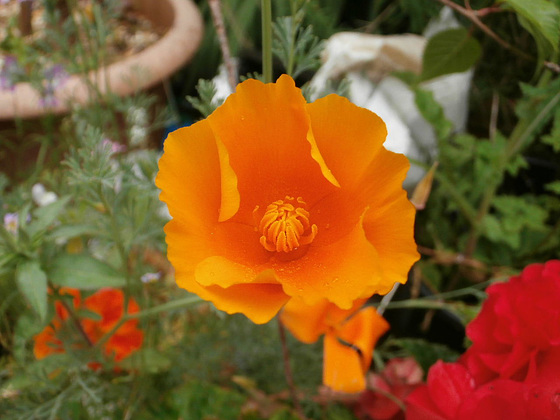 Lovely delicate poppy