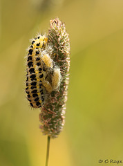 Wasp Larva and Pupae on Six-spot Burnet Caterpillar