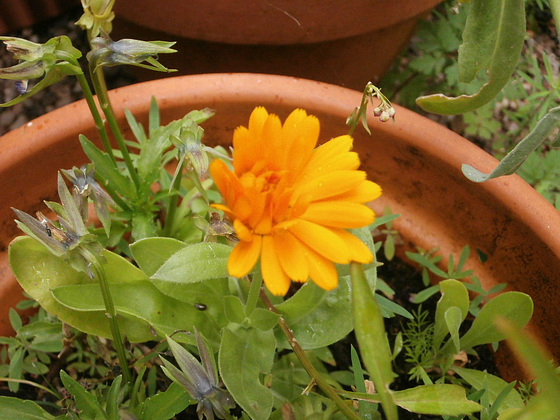 A marigold I didn't know I had