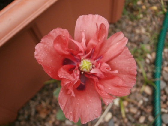 I thought I'd lost these oriental poppies