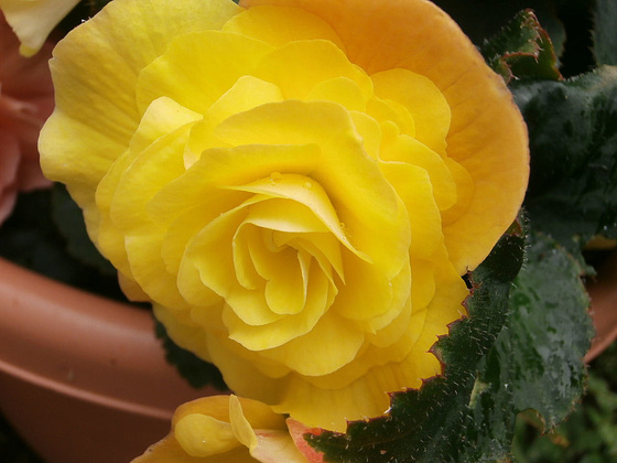 Yellow begonia