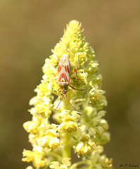 Calocoris roseomaculatus