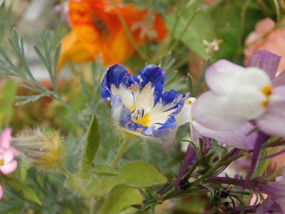 A new little blue flower is opening up in the wildflower patch