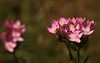 Common Centaury Centaurium erythraea