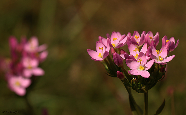 Common Centaury Centaurium erythraea