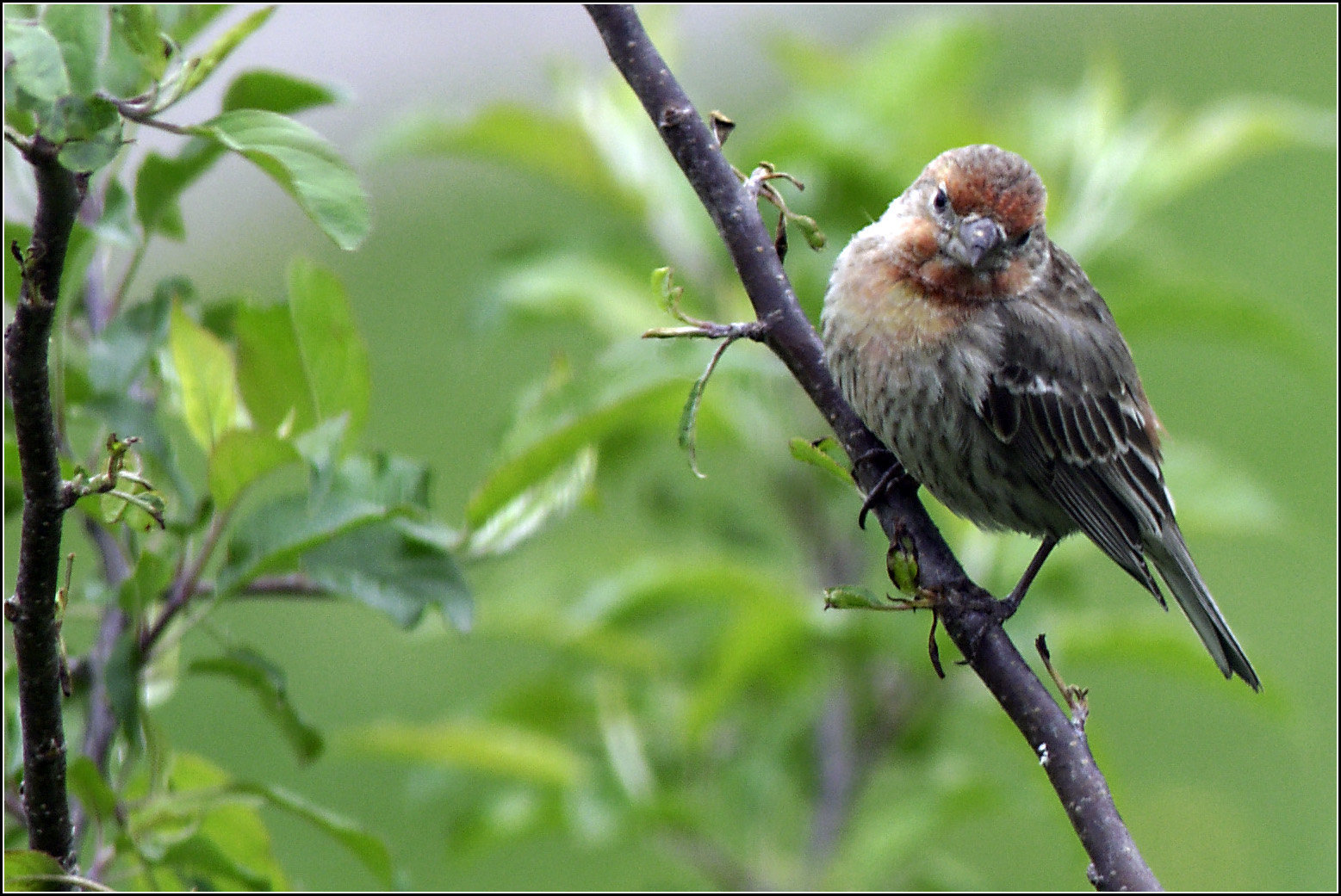 House Finch