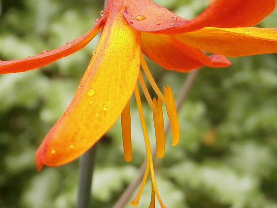 The mombretia is gorgeous