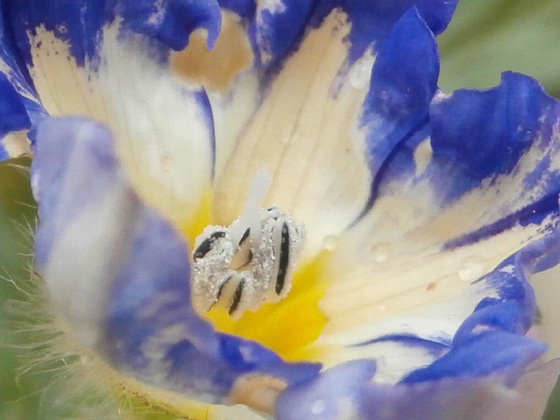 New blue flower has opened up