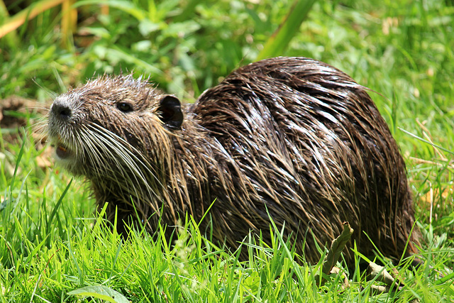 Ragondin (Myocastor coypus)