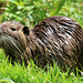 Ragondin (Myocastor coypus)