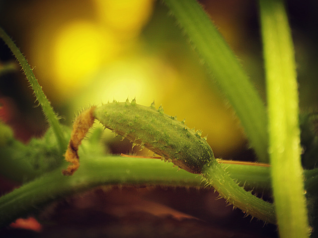 under the foliage, things are happening