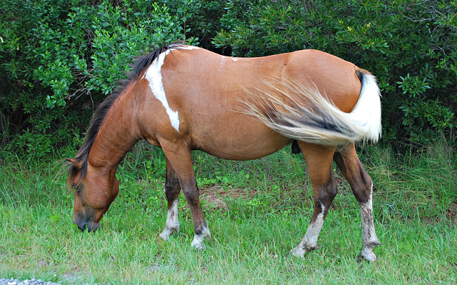 A Horse of Assateague Island