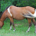 A Horse of Assateague Island