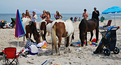 Beach + Wild Horses = Surreal Image