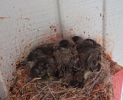 Eastern Phoebe's ~ Second clutch hatch 27-6-14