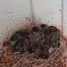 Eastern Phoebe's ~ Second clutch hatch 27-6-14