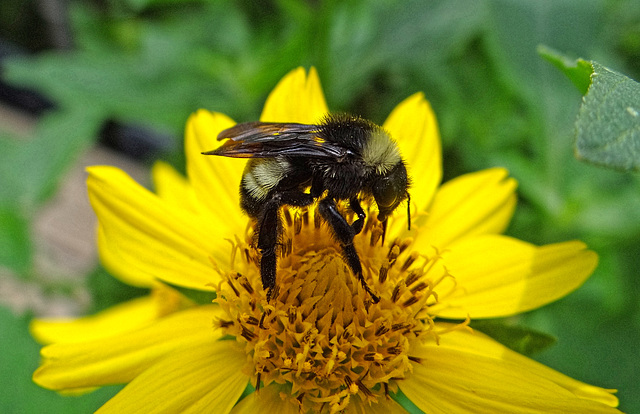 Bumble Bee on a Sunflower