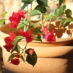 Bougainvillea and Terracotta