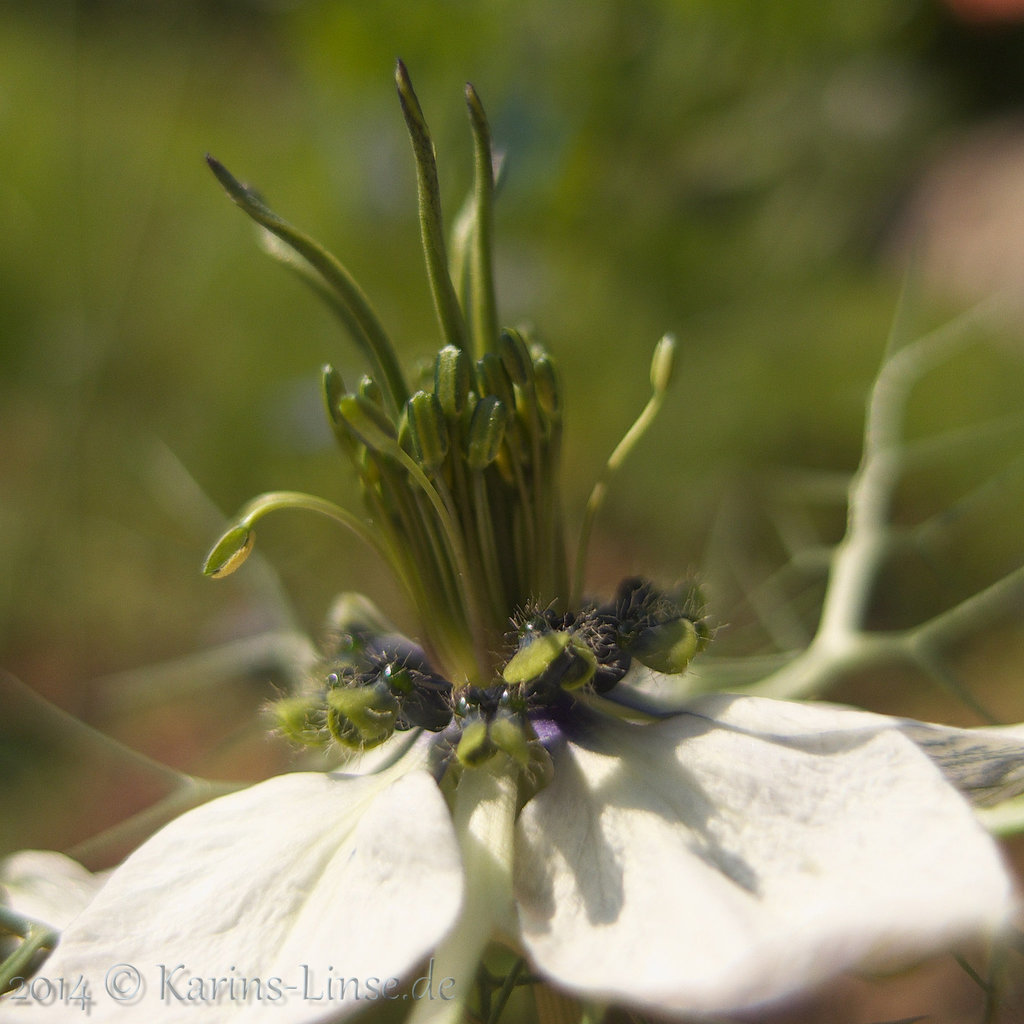 junge Jungfer / young damsel