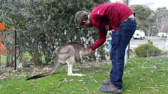 Théo and the kangaroos