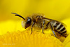 Solitary Bee