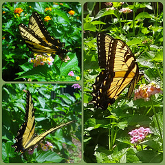 Eastern Tiger Swallowtail(Papilio glaucus) Collage