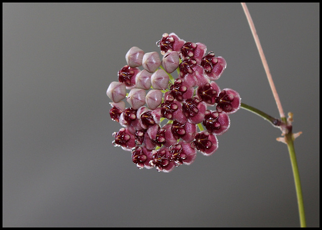 Hoya wayetii