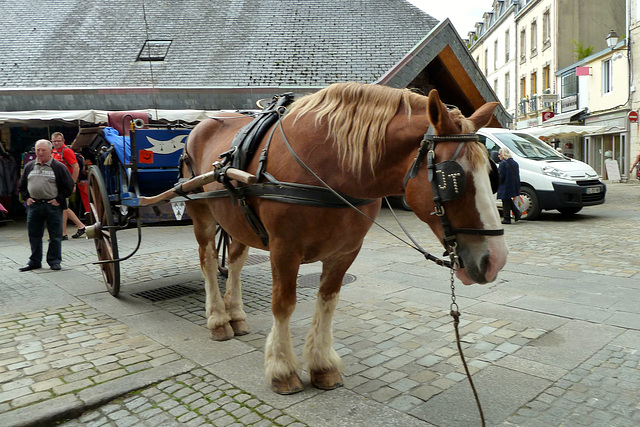 Quimper 2014 – Horse