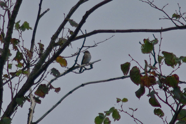 Spotted Flycatcher