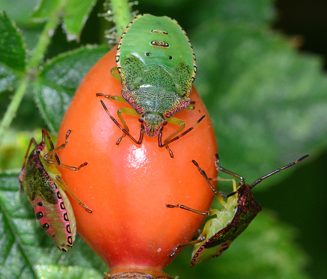 Shieldbug nymphs