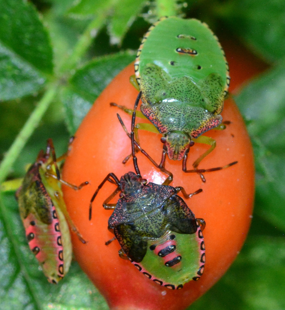 Shieldbug nymphs