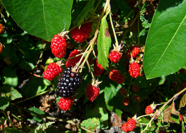 Wild Blackberries