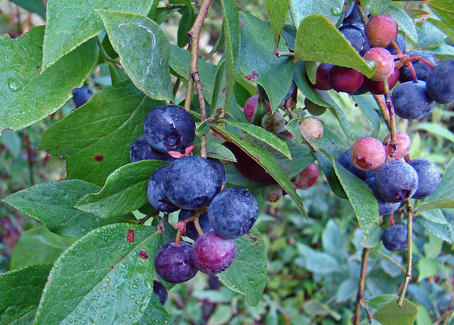 Blueberries