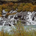 Part of Hraunfossar