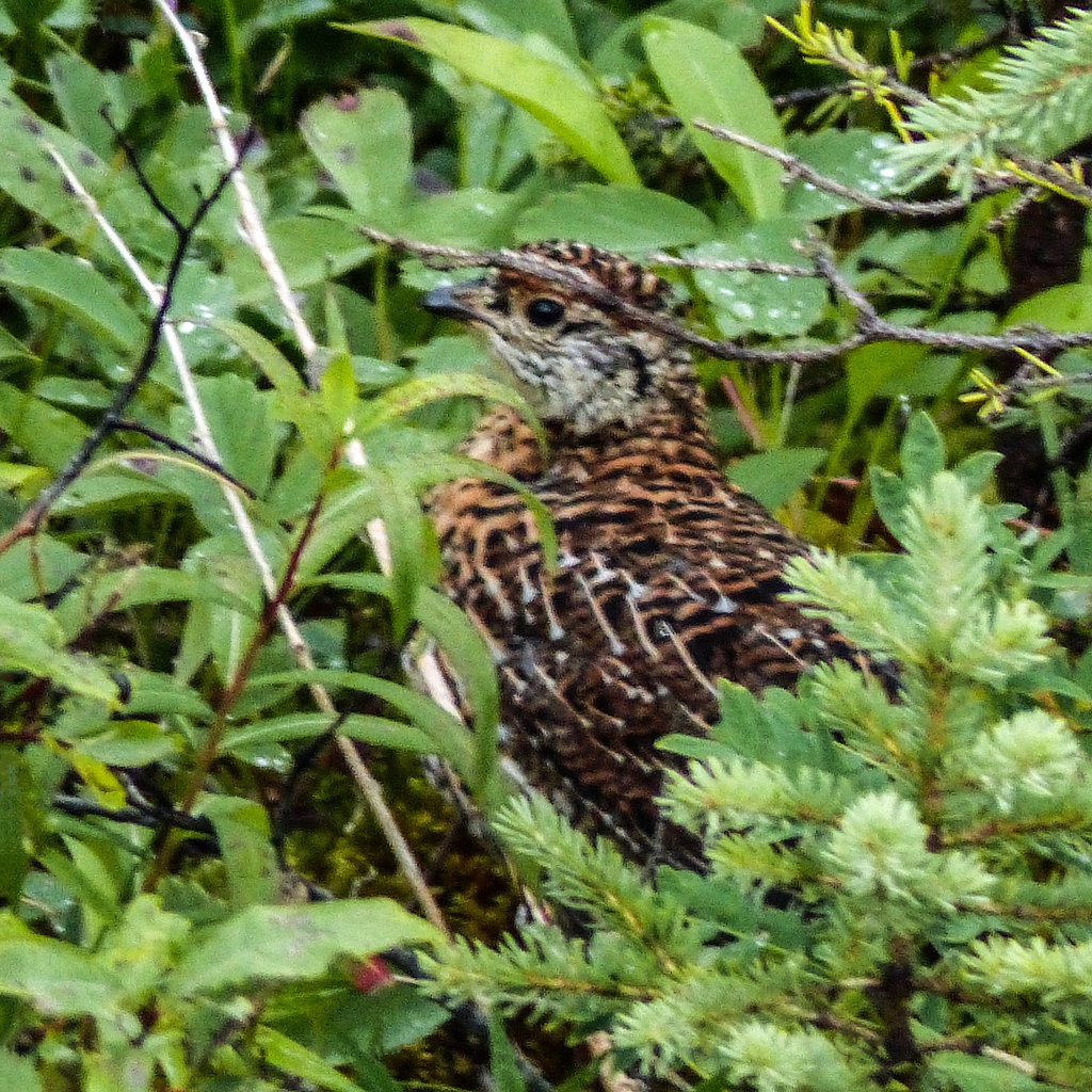 Juvenile Spruce Grouse