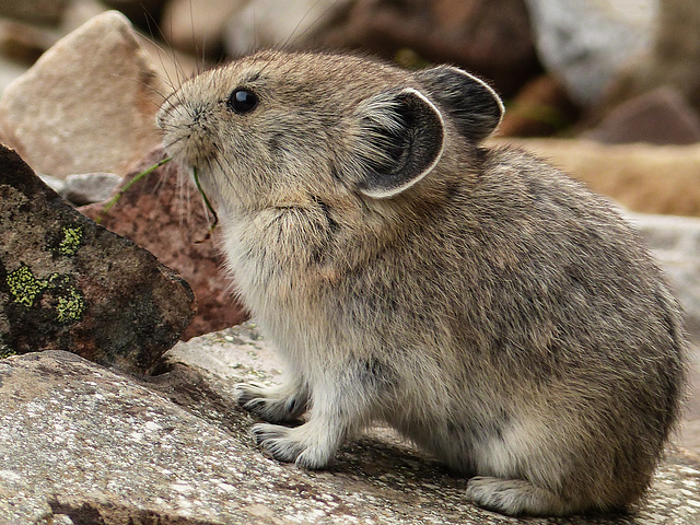 Pika, busily feeding