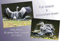 Grey Heron St James' Park- London - 31.7.2014