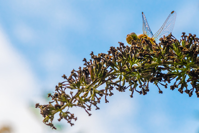 Schüchterne Libelle -20140808