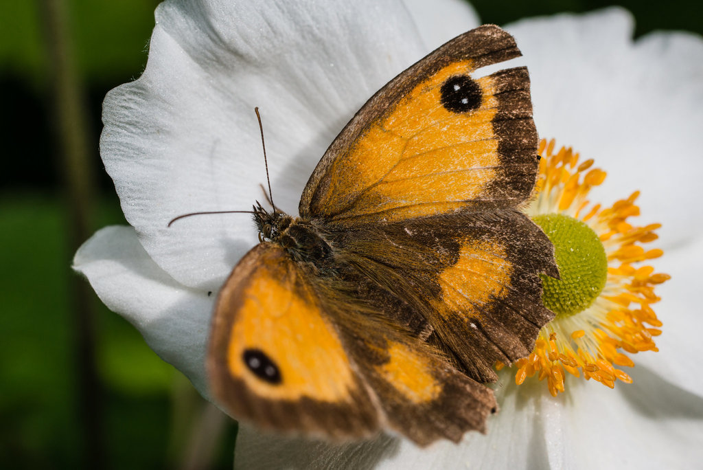 Schmetterling - 20140808