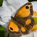 Schmetterling - 20140808