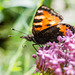 Schmetterling - 20140808