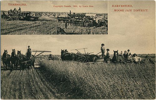 ipernity: 3989. Threshing. Harvesting, Moose Jaw District. - by wintorbos