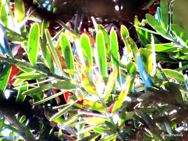 Well Lit Leaves